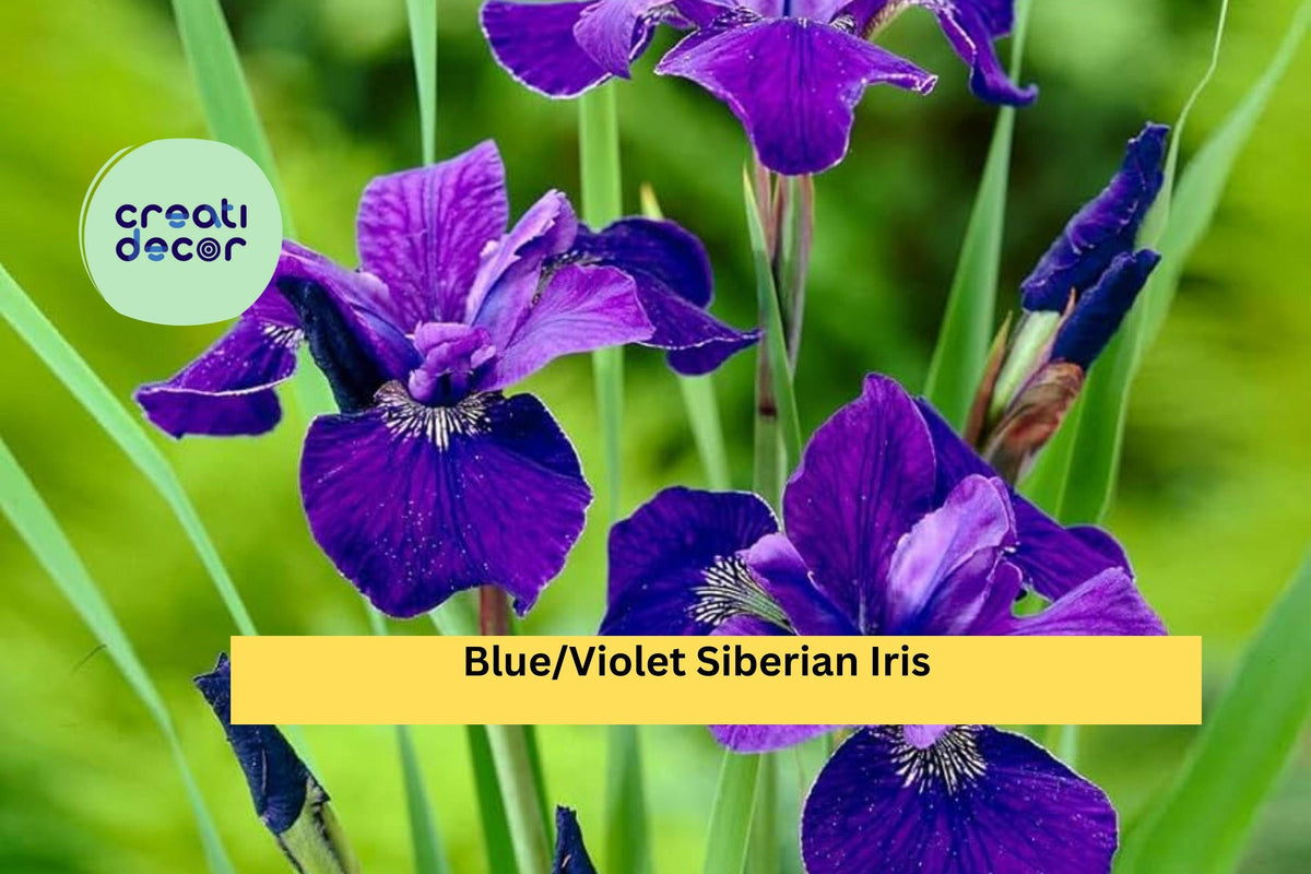 Siberian Iris Rhizomes – 5 Live Perennial Clumps, Blue Violet Flowers, Iris sibirica, Hardy Garden Border Plants