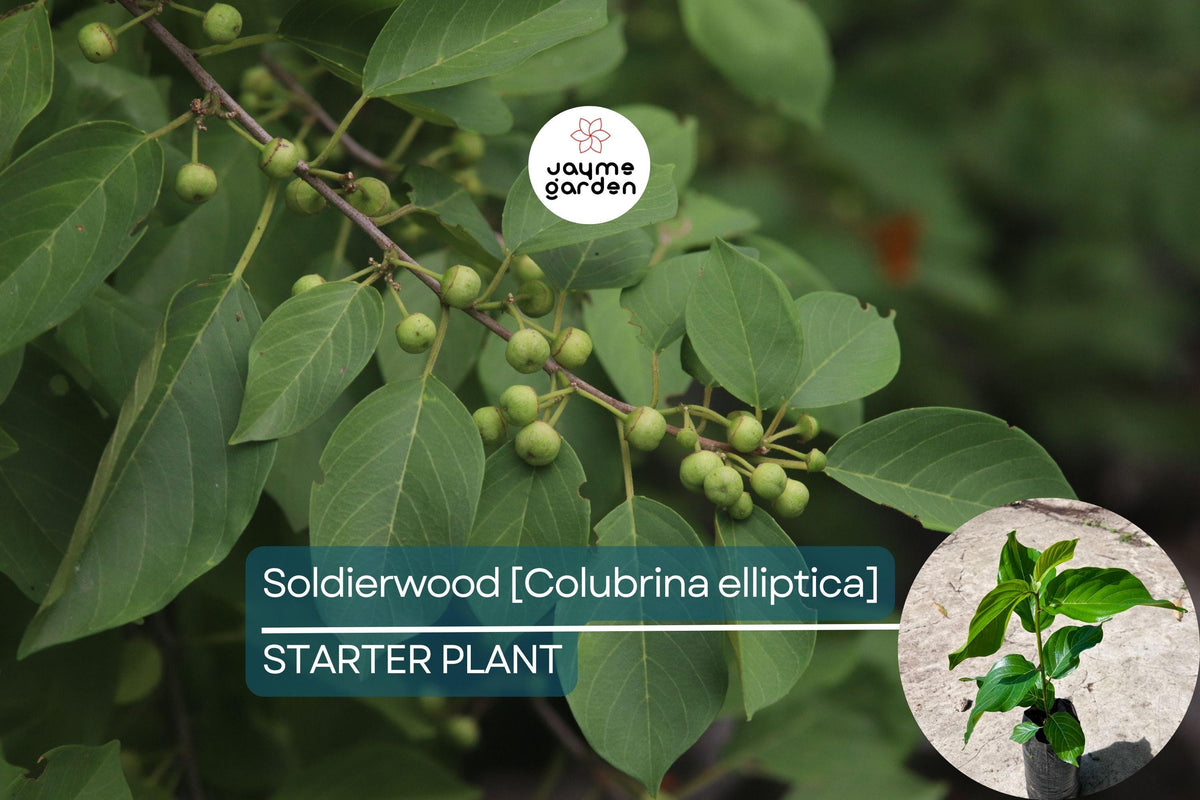 Soldierwood Tree Live Starter Plant 12-24" | Colubrina elliptica Tropical Evergreen for Coastal Gardens
