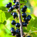 Black Currant Cuttings 8–10 Inches (8 pcs) – Ribes nigrum Cassis Fruit Bush for Propagation