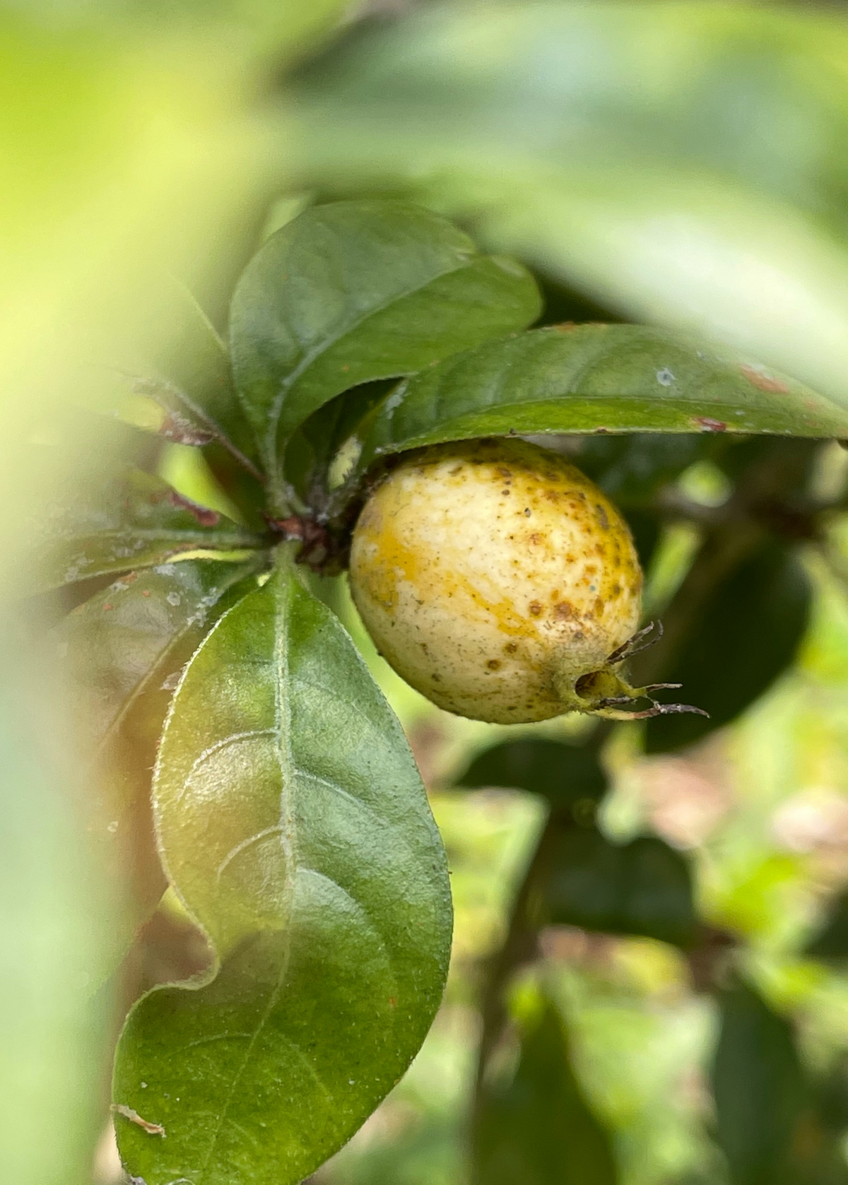 Blackberry Jam Fruit (Rosenbergiodendron formosum)