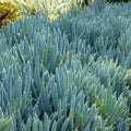 Blue Chalkstick Succulent 4 Inch Pot Senecio serpens Drought Tolerant Blue Foliage Indoor Outdoor Plant