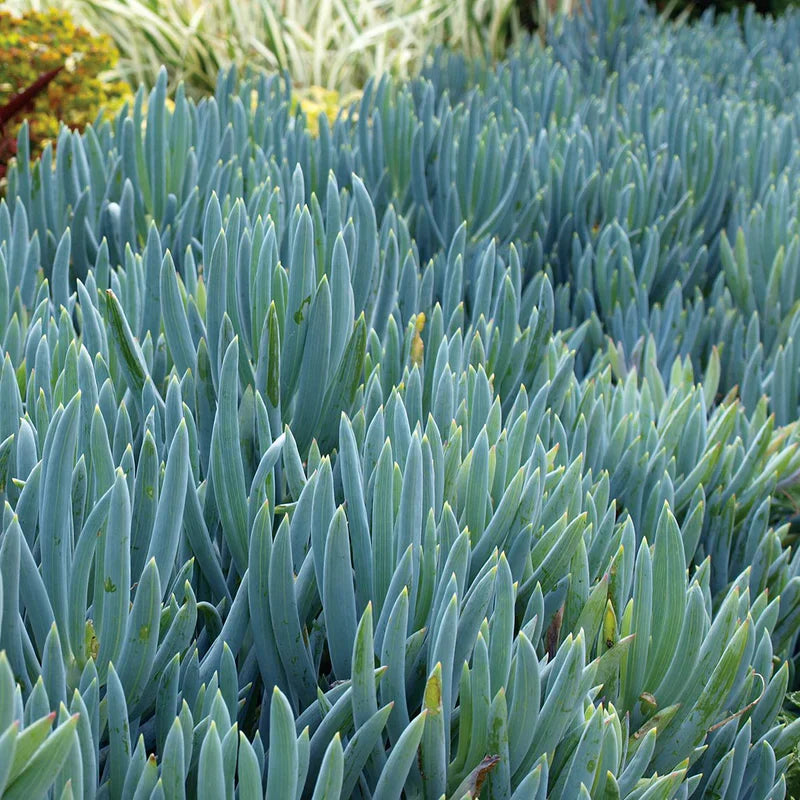 Blue Chalkstick Succulent 4 Inch Pot Senecio serpens Drought Tolerant Blue Foliage Indoor Outdoor Plant