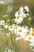 Boltonia Asteroides Seeds 500 | False Aster Native Perennial Wildflower | White Daisy Blooms Pollinator Plant