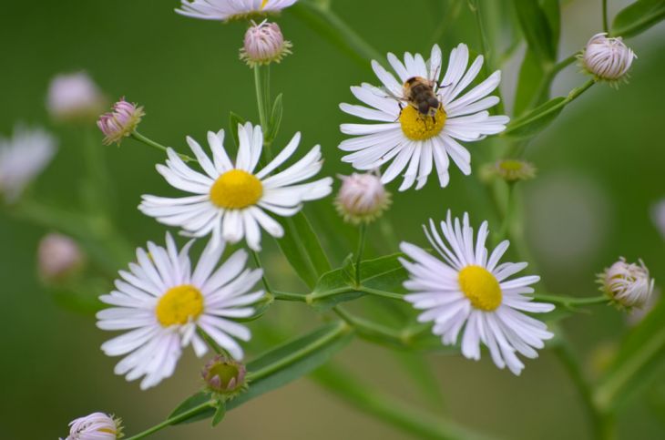 Boltonia asteroides Seeds | Native Perennial Wildflower | False Aster | Pollinator-Friendly Meadow & Garden Plant
