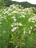 Boltonia decurrens Seeds 500 | Decurrent False Aster Native Wildflower | White Blooms Pollinator Plant