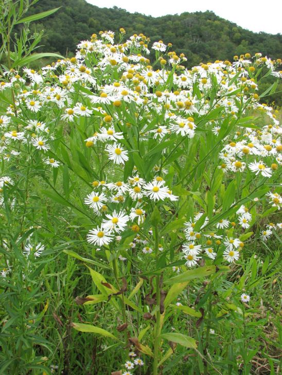 Boltonia decurrens Seeds 500 | Decurrent False Aster Native Wildflower | White Blooms Pollinator Plant