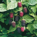 1 Boysenberry Plant | Live Bare Root Thornless Berry Bush | Sweet-Tart Hybrid Blackberry Raspberry