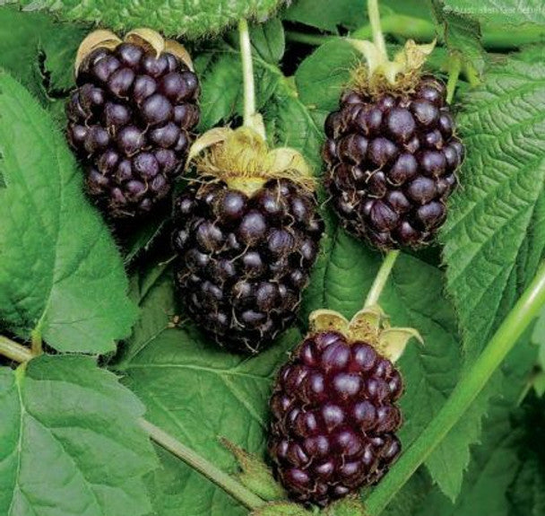 Boysenberry Plant – Rubus Hybrid Live Bare Root Vine for Garden & Patio