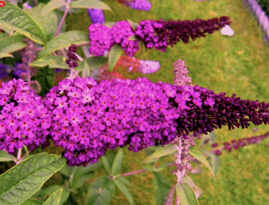 Live Royal Red Butterfly Bush – Buddleja davidii in 1 Pint Pot, Fragrant Blooms, Butterfly & Pollinator Magnet, Drought Tolerant Perennial