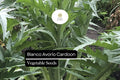 20 Seeds Bianco Avorio Cardoon Cynara cardunculus Edible Ornamental Perennial Garden Plant