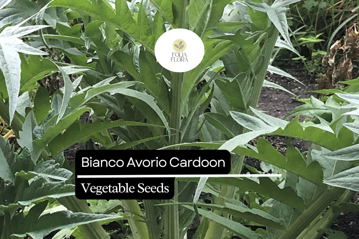20 Seeds Bianco Avorio Cardoon Cynara cardunculus Edible Ornamental Perennial Garden Plant