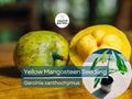 Yellow Mangosteen Starter Plant Seedling - Garcinia xanthochymus Live Fruit Tree, Tropical, 12-24 Inches Tall