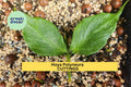 Hoya Polyneura Cutting | Unrooted Fishtail Hoya Vine | Rare Indoor Houseplant | Bright Light, Easy to Root
