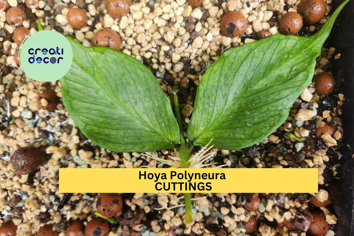 Hoya Polyneura Cutting | Unrooted Fishtail Hoya Vine | Rare Indoor Houseplant | Bright Light, Easy to Root