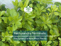35 Pachysandra terminalis Bare Root Plants – Evergreen Ground Cover for Shade Gardens & Erosion Control