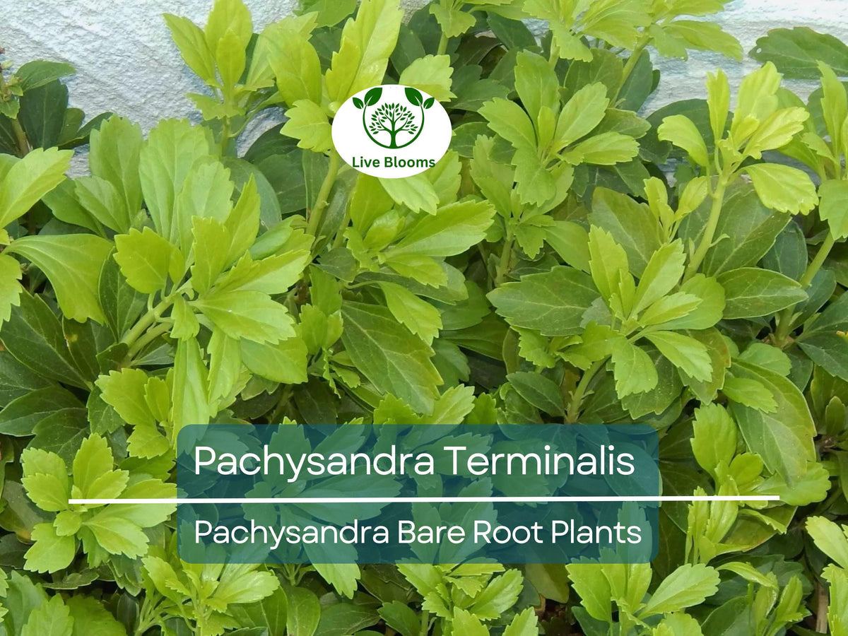 35 Pachysandra terminalis Bare Root Plants – Evergreen Ground Cover for Shade Gardens & Erosion Control