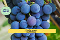 Kyoho Grape Cuttings – Unrooted Vitis vinifera ‘Kyoho’ – Large Dark Purple Fruit Starter Vines for Garden, Trellis, or Vineyard
