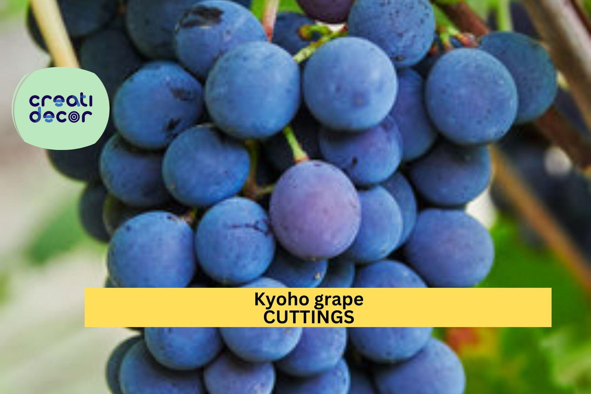 Kyoho Grape Cuttings – Unrooted Vitis vinifera ‘Kyoho’ – Large Dark Purple Fruit Starter Vines for Garden, Trellis, or Vineyard
