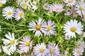 100 New York Aster Seeds – Symphyotrichum novi-belgii Native Wildflower for Pollinator Gardens