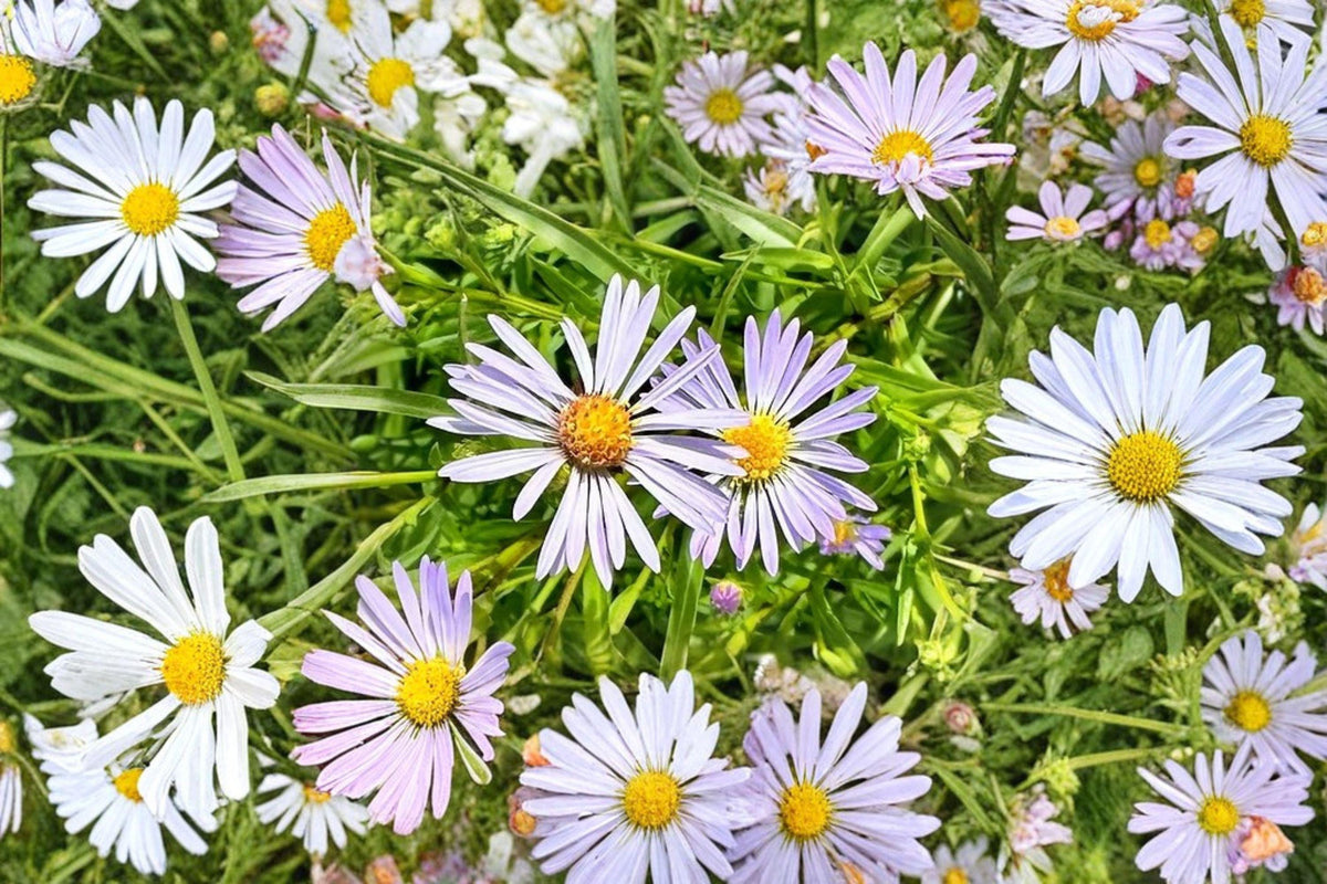 100 New York Aster Seeds – Symphyotrichum novi-belgii Native Wildflower for Pollinator Gardens