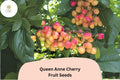 Queen Anne Cherry Seeds | Fruit Tree Seeds for Garden Planting | Prunus avium ‘Queen Anne’ | Yellow-Red Juicy Cherries