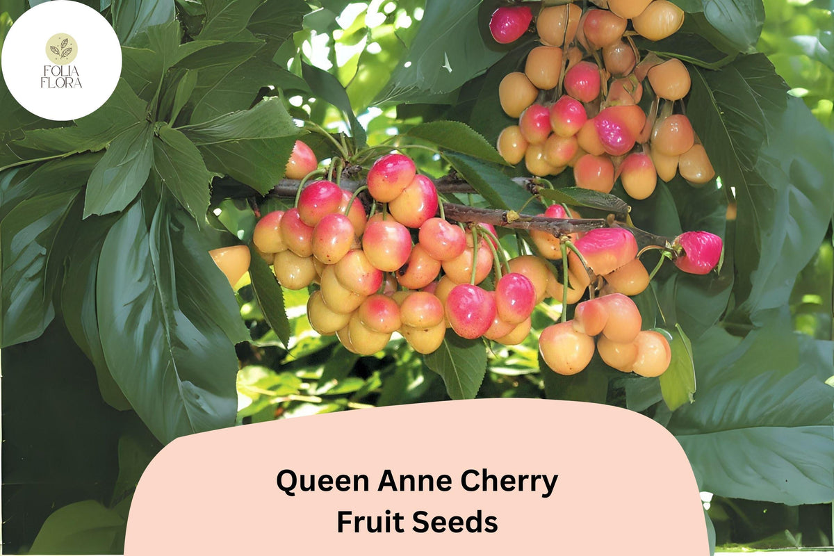 Queen Anne Cherry Seeds | Fruit Tree Seeds for Garden Planting | Prunus avium ‘Queen Anne’ | Yellow-Red Juicy Cherries