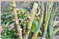 Green Sugarcane Cuttings - Fresh Unrooted Saccharum officinarum Tropical Perennial Grass