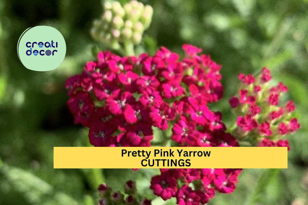 Pretty Pink Yarrow – Achillea Millefolium Perennial, Bare Root Live Plant for Garden Borders, Pollinator-Friendly, Easy to Grow Flowers