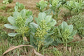 Western Sand Milkweed Seeds – Native Wildflower for Pollinator Gardens, Monarch Butterfly Host Plant, Asclepias arenaria, Drought Tolerant