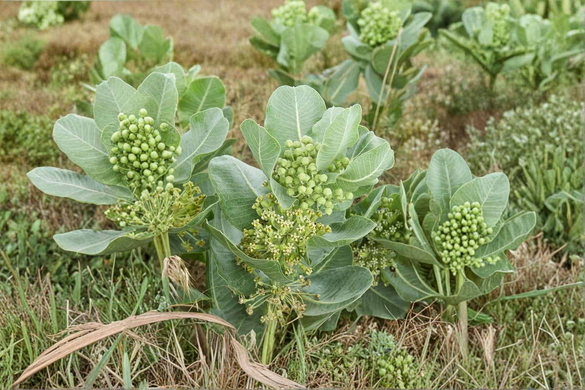 Western Sand Milkweed Seeds – Native Wildflower for Pollinator Gardens, Monarch Butterfly Host Plant, Asclepias arenaria, Drought Tolerant