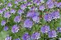 100 Lacy Phacelia Seeds – Phacelia tanacetifolia Wildflower for Pollinator Support, Bee Friendly, Cover Crop