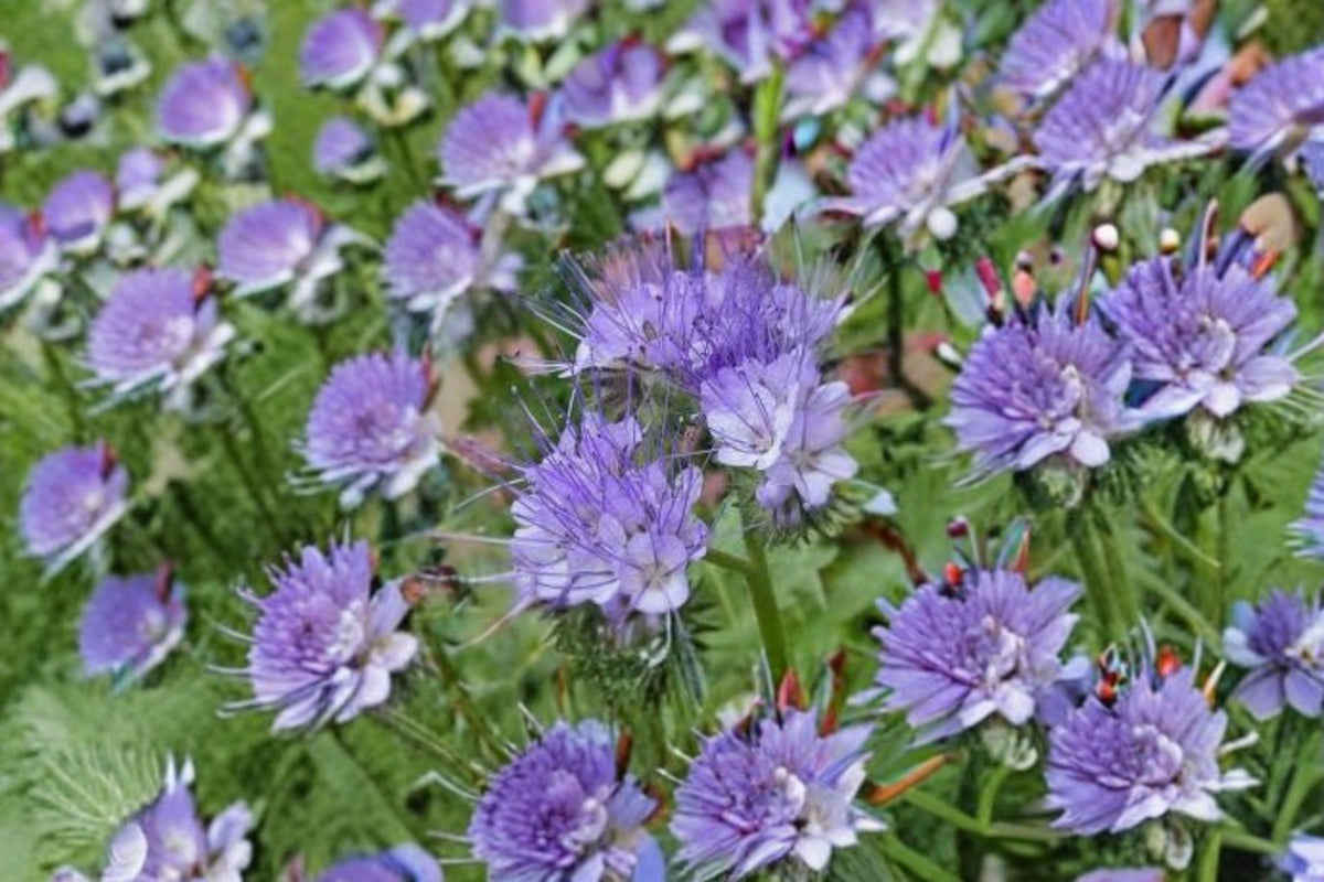 100 Lacy Phacelia Seeds – Phacelia tanacetifolia Wildflower for Pollinator Support, Bee Friendly, Cover Crop