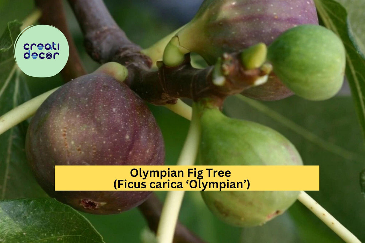 Olympian Fig Tree Ficus carica ‘Olympian’ – Hardy Self-Pollinating Fruit Tree for Garden or Patio