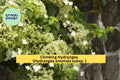 Climbing Hydrangea Vine – Live Plant with Fragrant White Blooms & Green Foliage – Hydrangea anomala petiolaris for Shade Gardens Zones 5–9