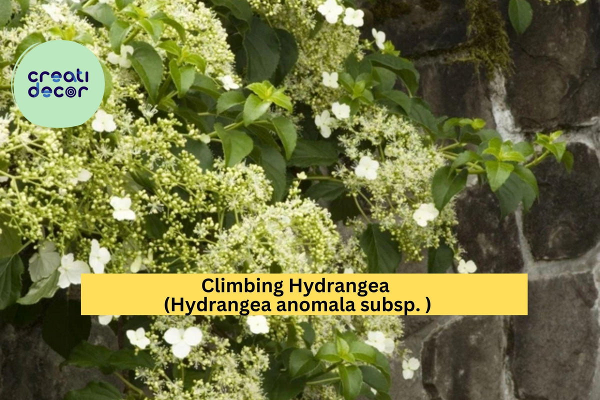 Climbing Hydrangea Vine – Live Plant with Fragrant White Blooms & Green Foliage – Hydrangea anomala petiolaris for Shade Gardens Zones 5–9