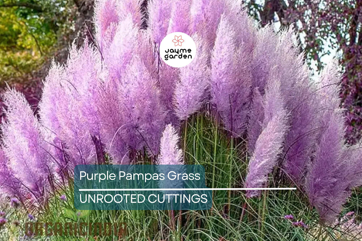 Purple Pampas Grass Plugs – Cortaderia selloana, Ornamental Drought-Tolerant Grass with Dusty Purple Plumes, 4 Live Plants