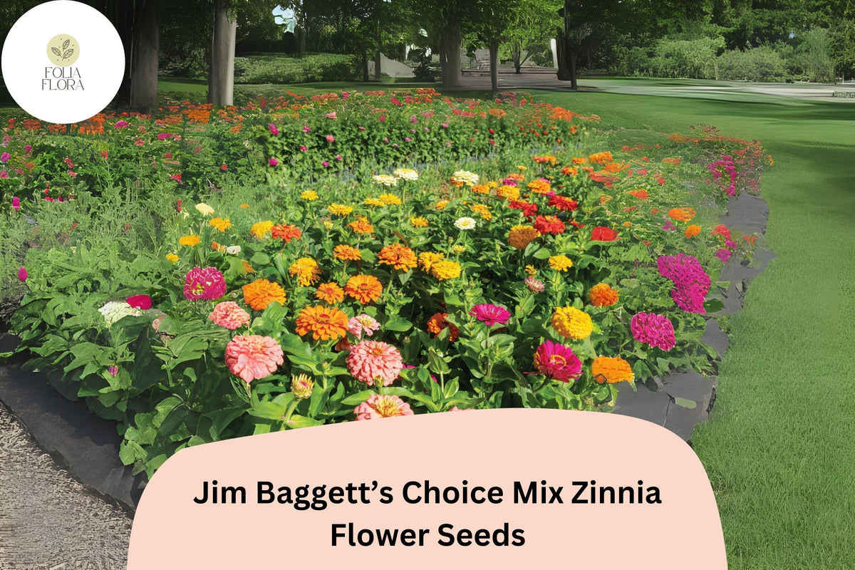 Zinnia Seeds – Jim Baggett’s Choice Mix – Tall Colorful Blooms for Cutting Gardens & Borders – Zinnia elegans