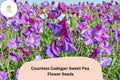 50+ Countess Cadogan Sweet Pea Seeds | Purple Fragrant Climbing Annual Flowers | Lathyrus odoratus