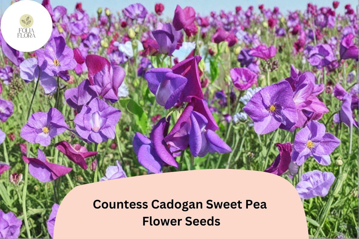 50+ Countess Cadogan Sweet Pea Seeds | Purple Fragrant Climbing Annual Flowers | Lathyrus odoratus