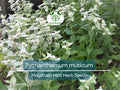 Mountain Mint Herb Seeds – Pycnanthemum muticum, Aromatic Native Perennial for Culinary, Tea & Pollinator Garden