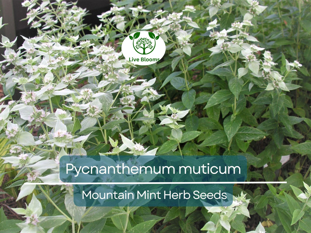 Mountain Mint Herb Seeds – Pycnanthemum muticum, Aromatic Native Perennial for Culinary, Tea & Pollinator Garden
