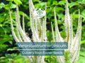 2800 Seeds Veronicastrum Virginicum Culver's Root Perennial Flowering Pollinator-Friendly Native Garden Plant