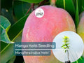 Grafted Mango Keitt Tree | Live Tropical Fruit Plant | 3-4 ft | Mangifera indica ‘Keitt’ | Sweet, Fiberless Mangoes