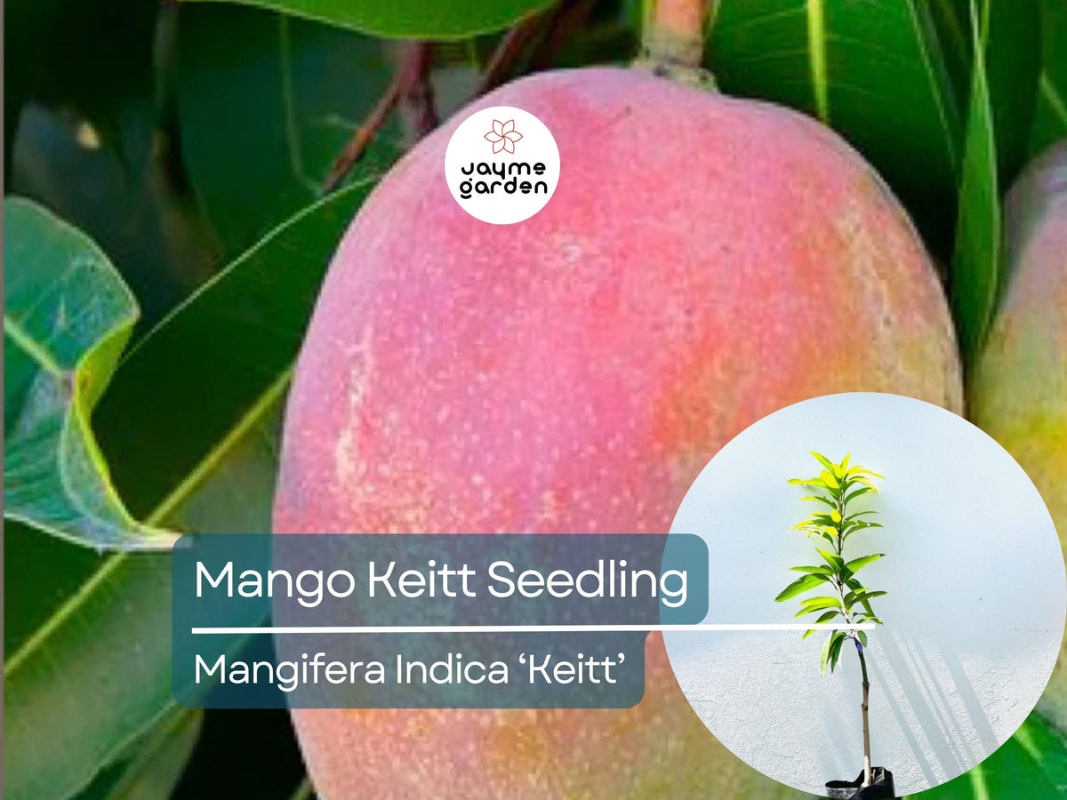 Grafted Mango Keitt Tree | Live Tropical Fruit Plant | 3-4 ft | Mangifera indica ‘Keitt’ | Sweet, Fiberless Mangoes