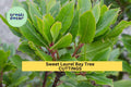 Sweet Bay Laurel Tree Cuttings – Unrooted Hardwood Herb for Indoor/Outdoor Growing – Laurus nobilis