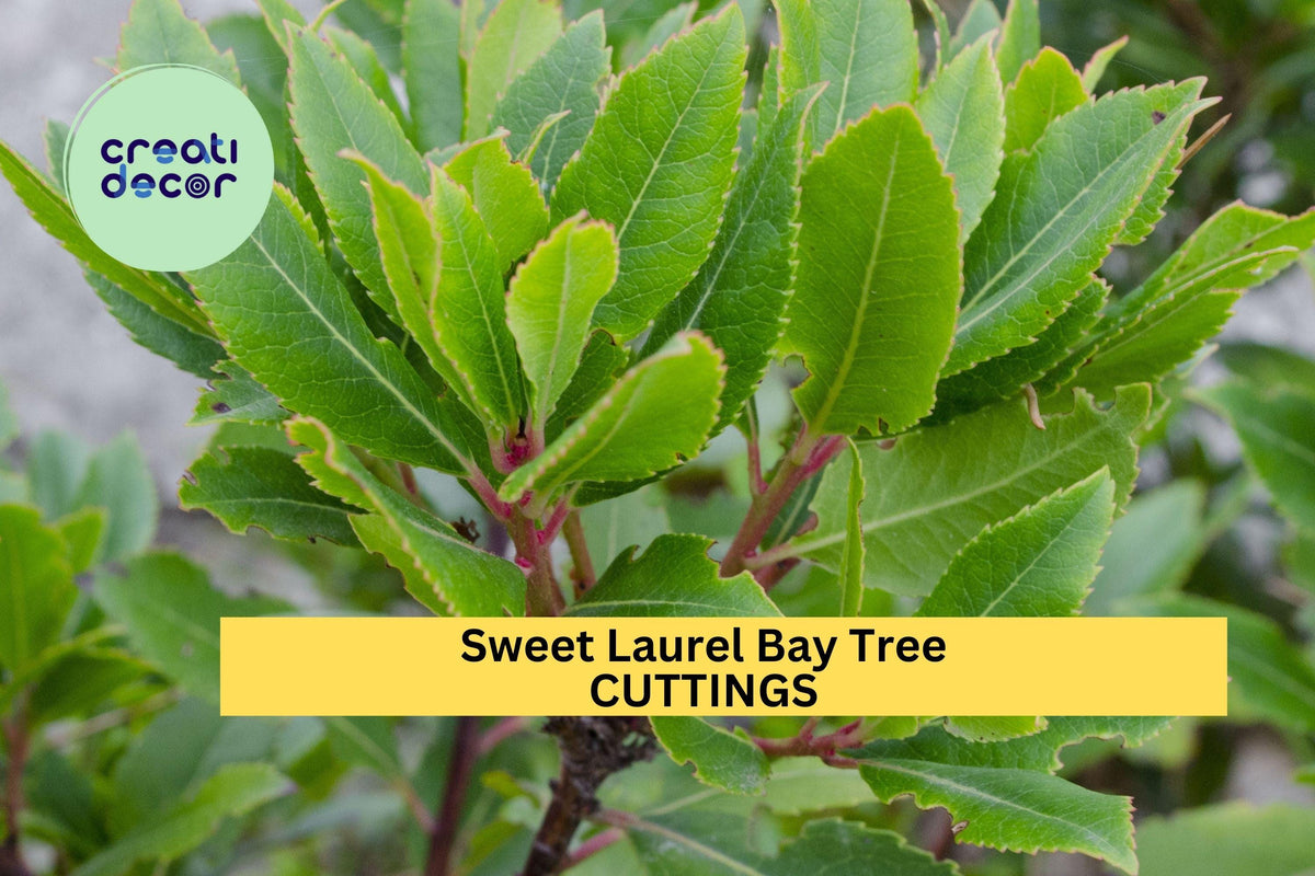 Sweet Bay Laurel Tree Cuttings – Unrooted Hardwood Herb for Indoor/Outdoor Growing – Laurus nobilis