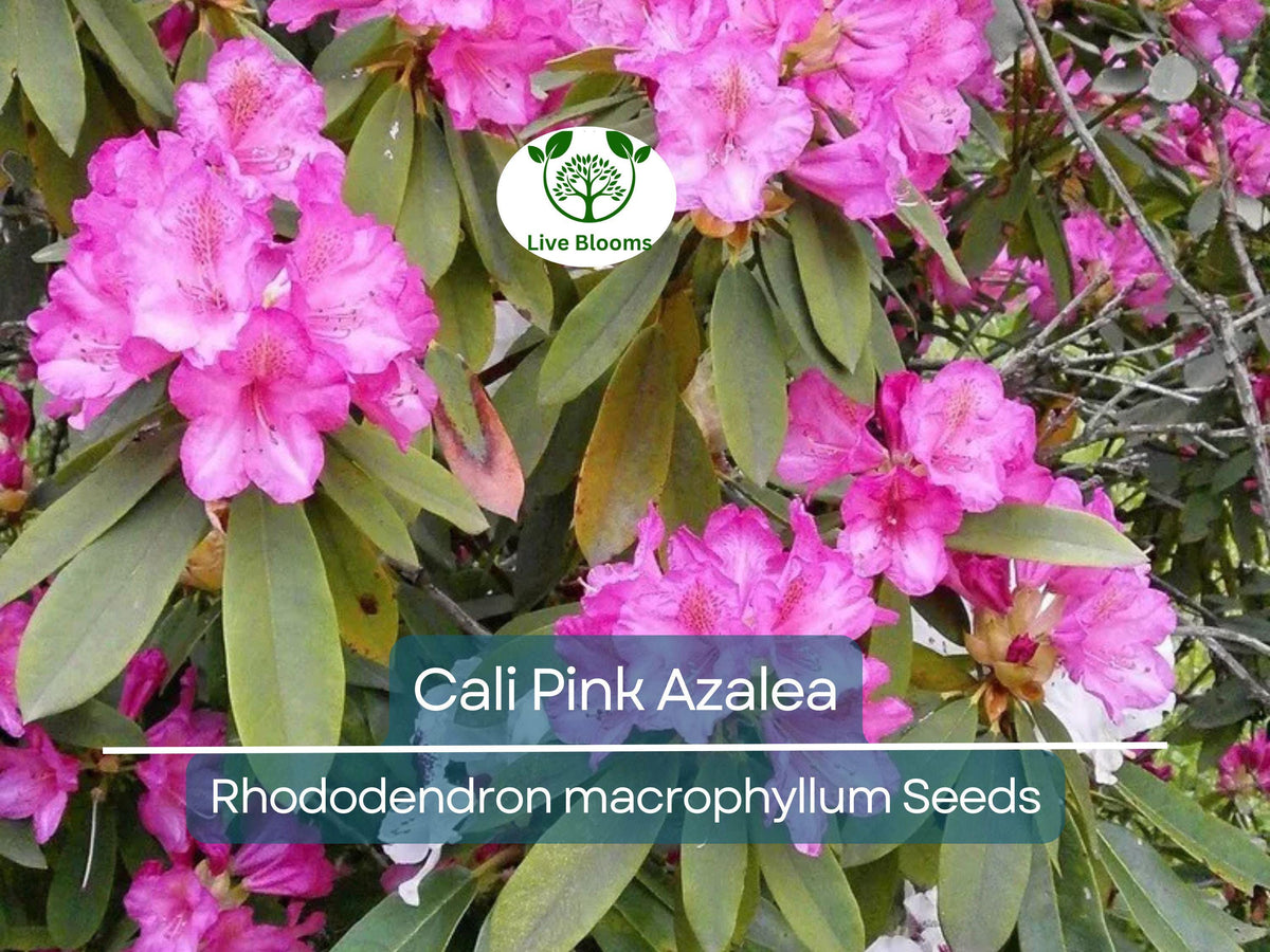50 Cali Pink Azalea Seeds Rhododendron macrophyllum Flowering Shrub, Pink Blooms, Hardy Garden Plant, Ornamental Landscaping