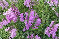Obedient Plant Seeds – Physostegia virginiana, Pink Native Perennial, 50 Seeds for Pollinator Gardens & Borders