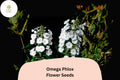 Omega Phlox Seeds – 100+ Perennial Garden Flower Seeds, Phlox paniculata, Tall Colorful Blooms, Attracts Butterflies & Hummingbirds