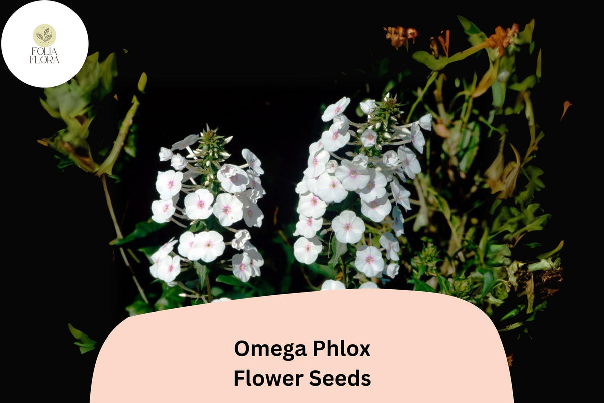 Omega Phlox Seeds – 100+ Perennial Garden Flower Seeds, Phlox paniculata, Tall Colorful Blooms, Attracts Butterflies & Hummingbirds